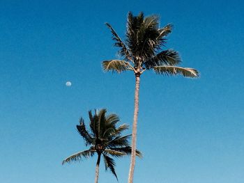 Low angle view of palm tree against blue sky