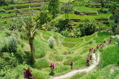 High angle view of trees on field