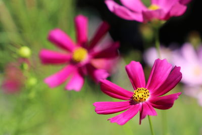 Close-up of pink flowering plant in park