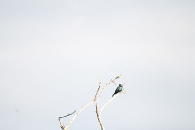 Low angle view of bird flying against clear sky