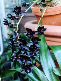 Close-up of potted plant