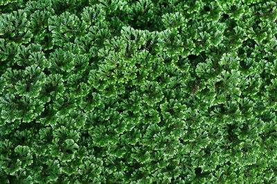 Full frame shot of fresh green plants