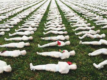 High angle view of sheep on field