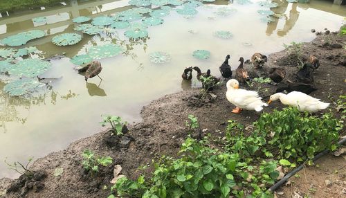 View of birds swimming in lake