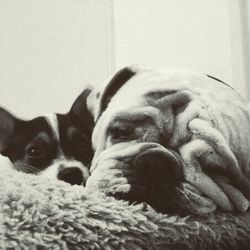 Dog sleeping on sofa