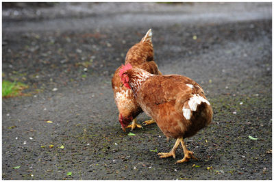 Full length of a bird on road