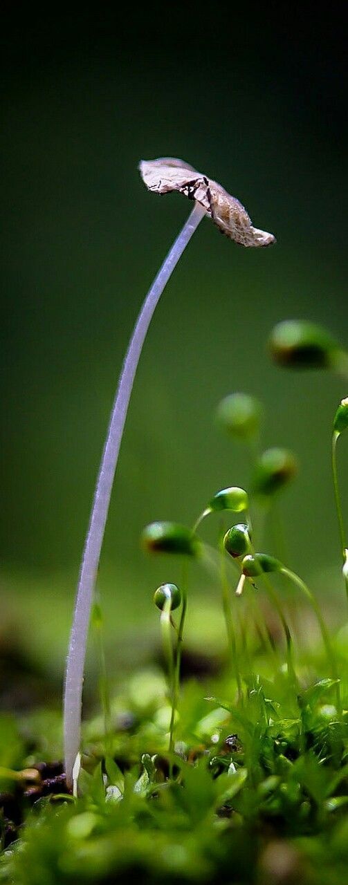 one animal, animal themes, green color, wildlife, animals in the wild, close-up, nature, focus on foreground, growth, plant, beauty in nature, white color, water, grass, green, leaf, day, stem, outdoors, no people