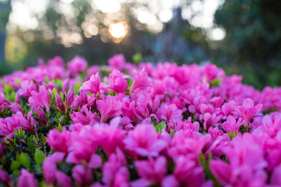 Close-up of pink flowers