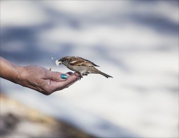 Close-up of cropped hand