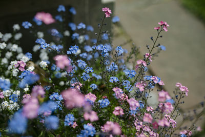 Close-up of pink flowering plant