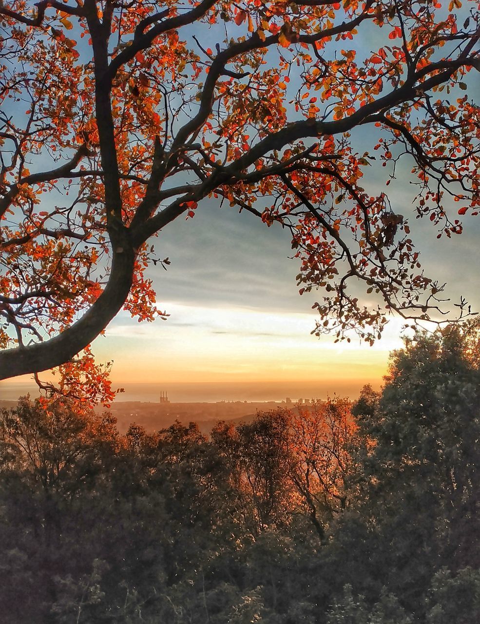 TREES AGAINST SKY DURING SUNSET