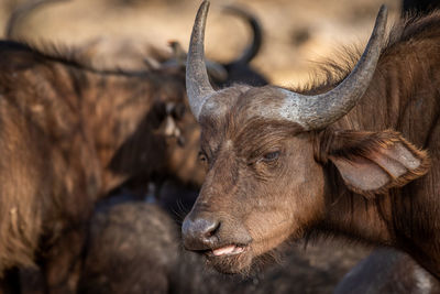 Close-up of deer