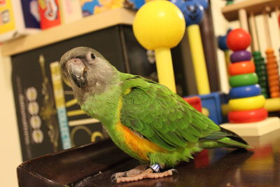 Close-up of parrot perching on table