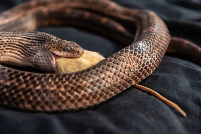 Close-up of lizard