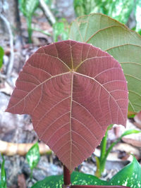 Close-up of autumnal leaf