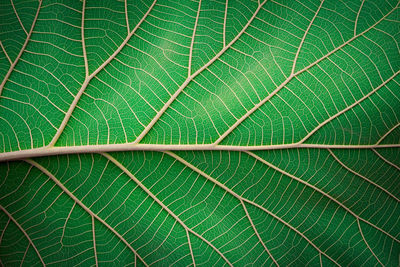 Full frame shot of green leaf