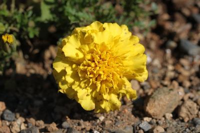 Close-up of yellow flowering plant