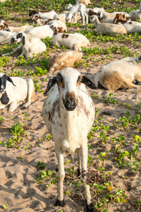 Sheep on field
