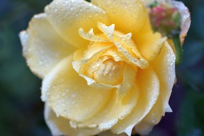 Close-up of wet flower