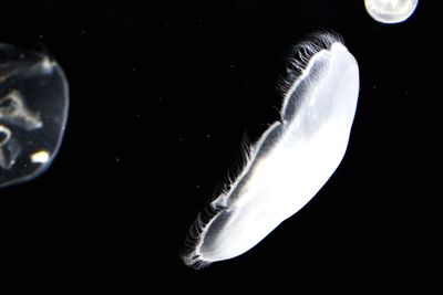 Close-up of jellyfish swimming in sea