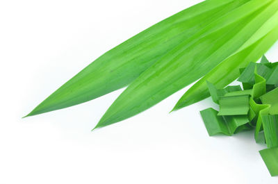 Close-up of plant against white background