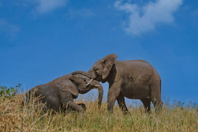 Elephant in a field