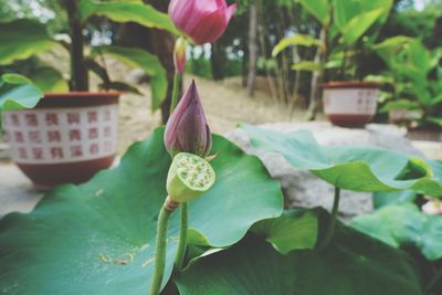 Close-up of lotus water lily