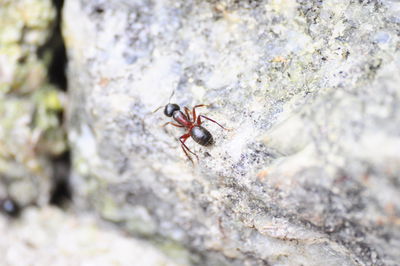 Close-up of insect on rock