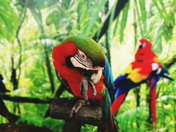 Close-up of parrots perching on tree