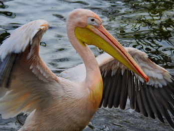 Close-up of birds in lake