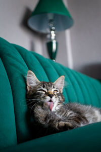 Portrait of cat sleeping on sofa