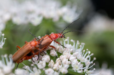 Close-up of insect pollinating on flower