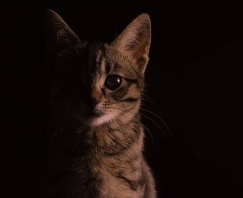 Close-up portrait of a cat