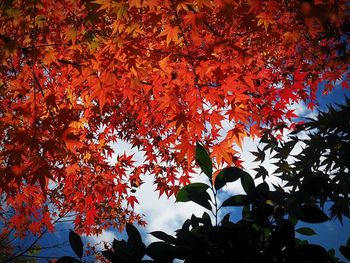 Low angle view of leaves on tree