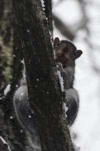 Close-up of squirrel on tree trunk during winter