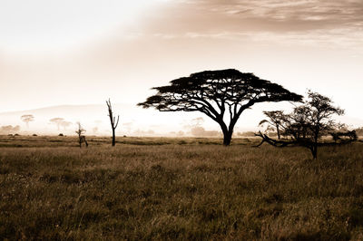 Tree on field against sky