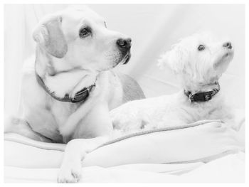 Close-up of a dog looking away