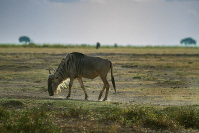 Wildebeest grazing in a field