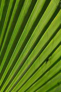 Full frame shot of palm tree leaves