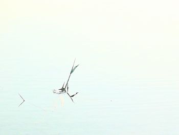 View of sea against white background