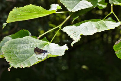 High angle view of butterfly on leaves