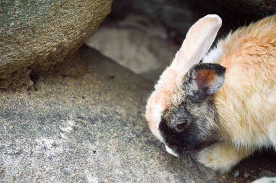 High angle view of a rabbit on rock