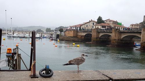 Seagulls on bridge over river in city against sky