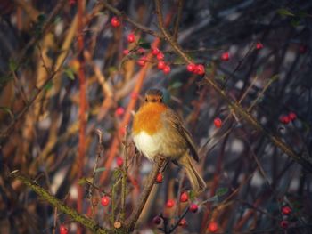 Bird perching on branch