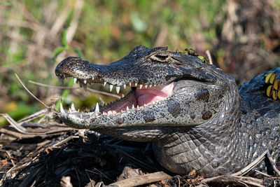 Close-up of a reptile