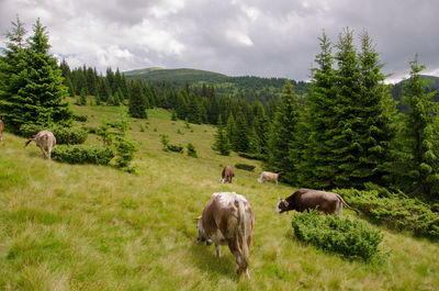 Cows in the field