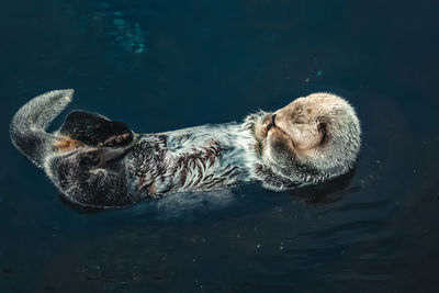 High angle view of dog swimming in water