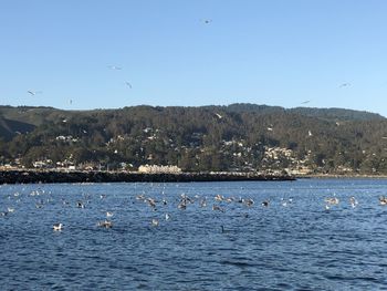 Seagulls flying over lake against clear blue sky