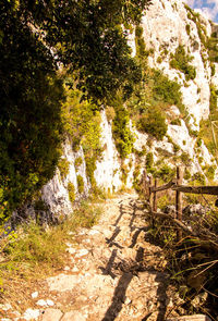 Footpath amidst trees in forest