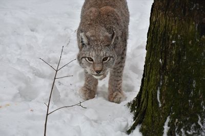 Portrait of animal in snow